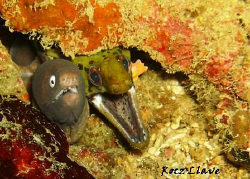 Fraternal Twins! :-) aNilaO, Batangas by Rocz Llave 